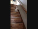 豚猫ダイエット失敗