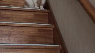 人気の デブ猫 動画 158本 ニコニコ動画