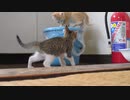 ねこねこ生活/23　めめちゃちゃ
