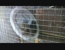 合体技だ！　ダダッダー！！