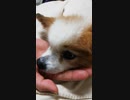 飼い主の手をアゴ枕にするワンコ（パピヨン）4