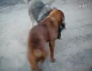 土佐犬ｖｓコーカサス犬　２