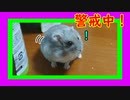 盗賊ハムスターが遊んでくれません(´；ω；`)  Hamster does not play with him. #47【ハムスター物語】