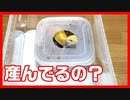 【無事産まれてる？】レオパが産卵していそうなので卵を探してみた！