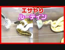 【ルーティン】ボールパイソンのエサやりルーティン【美しい蛇】