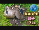 5月16日今日撮り野鳥動画まとめ　カルガモ親子17日目 まだまだ甘えんぼ