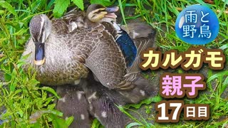 5月16日今日撮り野鳥動画まとめ　カルガモ親子17日目 まだまだ甘えんぼ