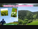 足柄の新茶収穫風景！