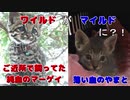 【保護猫の子供】かわいい子猫が我が家にやって来た！山猫の血を引く灰色猫。-Kitten came to my house blood of a wildcat-Yamato the cat.-#1