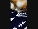 まったりするワンコ（パピヨン）8
