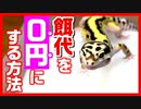 【実際にやってみた！】レオパのエサ代を０円にする方法を解説します【自家繁殖】