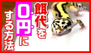 【実際にやってみた！】レオパのエサ代を０円にする方法を解説します【自家繁殖】