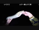 05.16 カエルの大合唱