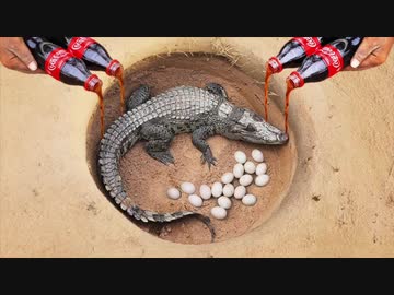 ホモと見る炭酸飲漁 part4 決戦！ワニ編