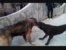 土佐犬ｖｓコーカサス　３