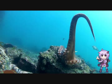 釣り、時々 水中動画　其の２
