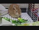 ケージを洗ってやりました。
