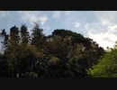 上手に鳴けるようになったｹｷｮ（ヤギあり〼）Birds can now squeak better