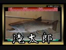 【BTu金】６匹だけでフロンティアまで制覇するポケットモンスターエメラルド part24