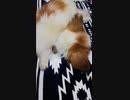タオルケットの上にぺったりとうつぶせになるワンコ（パピヨン）