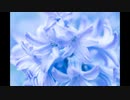 【NNI】風信子【Am I Sheep?】
