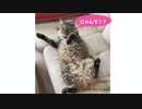 おっちょこちょいな猫