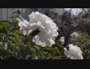 梅野哲
