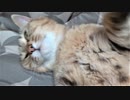 拒否するタタルさん　＃166