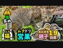 5月18日身近な生き物　雛と子お昼寝バトル（カルガモ親子19日目）、ムクドリの巣、脚怪我猫など