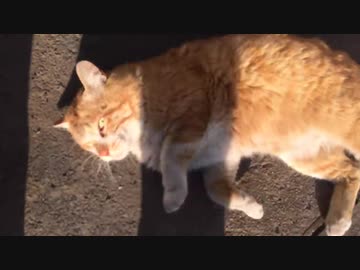 ボス猫、夜の猫集会に人間を招待する