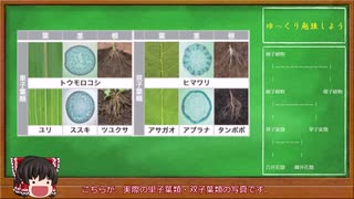 【中学１年・理科】短時間で学ぶ「種子植物の分類」