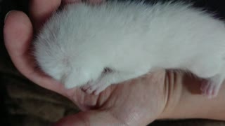 拾い猫の子育て