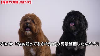 鬼滅の刃最終回について語り合う犬