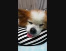 舌が出ちゃうワンコ（パピヨン）1