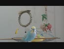 セキセイインコがまったりしながらゴニョゴニョするだけ