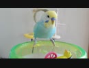 回る足場でまったりセキセイインコ