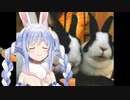 うさぎの食事風景をぺこーらで斉唱してみた