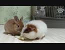 【うさモル動画】小さい子にも大人げないモルモット【子うさぎ動画】