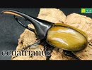 ヘラクレスエクアトリアヌス紹介【蟲ラボ】