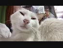 膝の上の天使