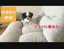 【マカロン日記】マカロン 頂（ソファ）に挑む