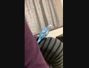 インコ「あたし可愛いの」