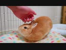 きな粉餅の様な柔らかいほっぺと可愛い欠伸とたまに使う立ち耳うさぎ【今日の麦ちゃんNo.1】