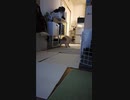 台所が気になるワンコ（パピヨン）