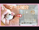 【21手のり】文鳥に最適なケージを紹介します
