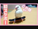 【天才かも！？】白文鳥にスケボーを初めて見せてみたらすごかった！Javasparrow