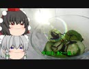 【きゅうりのおつまみ】鈴木さんちの貧しい食卓(15秒でできるあと一品料理)