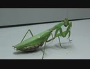 ［閲覧注意!!］再編集 ハラビロカマキリにゴキブリを食べさせてみた (Hierodula patellifera)
