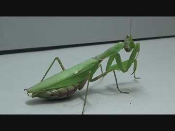 ［閲覧注意!!］再編集 ハラビロカマキリにゴキブリを食べさせてみた (Hierodula patellifera)