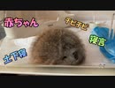 【癒し】ミーアキャットの寝方がおもしろい